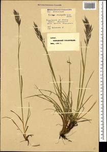 Bromus variegatus M.Bieb., Caucasus, Stavropol Krai, Karachay-Cherkessia & Kabardino-Balkaria (K1b) (Russia)