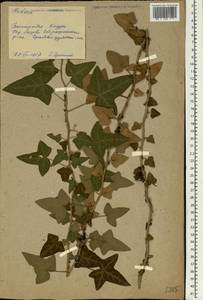 Hedera helix L., Eastern Europe, Moldova (E13a) (Moldova)