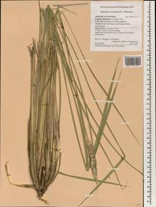 Imperata cylindrica (L.) Raeusch., South Asia, South Asia (Asia outside ex-Soviet states and Mongolia) (ASIA) (Cyprus)