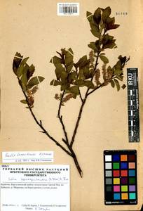 Salix taraikensis Kimura, Siberia, Baikal & Transbaikal region (S4) (Russia)