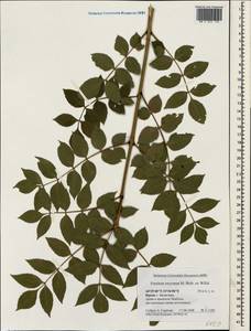 Fraxinus angustifolia subsp. oxycarpa (M.Bieb. ex Willd.) Franco & Rocha Afonso, Crimea (KRYM) (Russia)