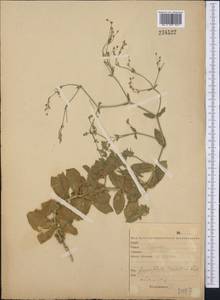 Gypsophila perfoliata L., Middle Asia, Caspian Ustyurt & Northern Aralia (M8) (Kazakhstan)