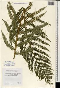 Polystichum setiferum (Forssk.) Moore ex Woyn., Caucasus, Abkhazia (K4a) (Abkhazia)