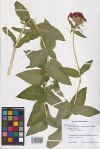 Silene chalcedonica (L.) E.H.L.Krause, Eastern Europe, Central region (E4) (Russia)