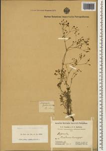 Galium xeroticum (Klokov) Pobed., Caucasus, Black Sea Shore (from Novorossiysk to Adler) (K3) (Russia)