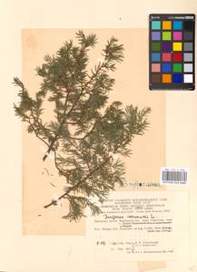 Juniperus communis L., Eastern Europe, Moscow region (E4a) (Russia)