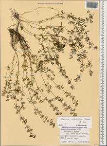 Galium anfractum Sommier & Levier, Caucasus, North Ossetia, Ingushetia & Chechnya (K1c) (Russia)