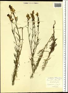 Linaria melampyroides Kuprian., Eastern Europe, Eastern region (E10) (Russia)