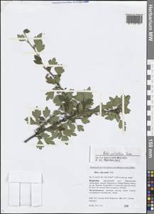 Ribes pulchellum Turcz., Siberia, Baikal & Transbaikal region (S4) (Russia)