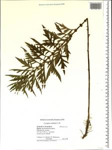 Lycopus exaltatus L.f., Crimea (KRYM) (Russia)