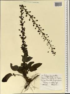 Verbascum brevipedicellatum (Engl.) Hub.-Mor., Africa (AFR) (Ethiopia)