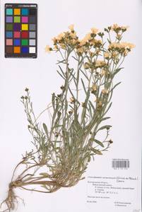 Linum ucranicum (Griseb. ex Planch.) Czern., Eastern Europe, Central forest-and-steppe region (E6) (Russia)