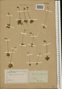 Androsace septentrionalis L., Eastern Europe, North-Western region (E2) (Russia)