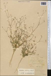 Lomelosia olivieri (Coult.) Greuter & Burdet, Middle Asia, Karakum (M6) (Turkmenistan)