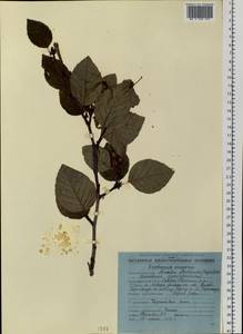 Alnus alnobetula subsp. fruticosa (Rupr.) Raus, Siberia, Chukotka & Kamchatka (S7) (Russia)