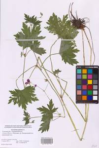 Geranium palustre L., Eastern Europe, Central region (E4) (Russia)