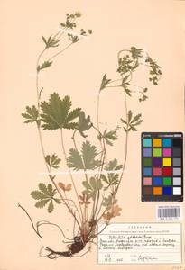 Potentilla thuringiaca Bernh. ex Link, Eastern Europe, Moscow region (E4a) (Russia)