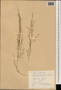 Eragrostis, South Asia, South Asia (Asia outside ex-Soviet states and Mongolia) (ASIA) (China)