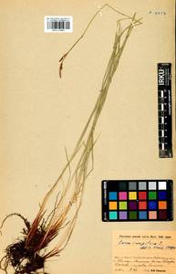 Carex cespitosa L., Siberia, Baikal & Transbaikal region (S4) (Russia)
