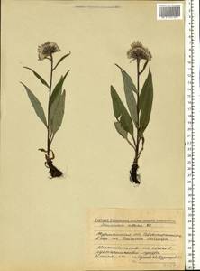 Saussurea alpina (L.) DC., Eastern Europe, Northern region (E1) (Russia)