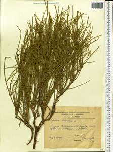 Ephedra distachya L., Eastern Europe, South Ukrainian region (E12) (Ukraine)