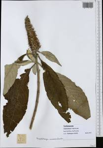 Verbenaceae, South Asia, South Asia (Asia outside ex-Soviet states and Mongolia) (ASIA) (Vietnam)