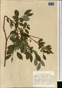 Salix taraikensis Kimura, Mongolia (MONG) (Mongolia)