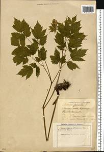 Actaea spicata L., Eastern Europe, Latvia (E2b) (Latvia)
