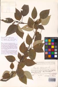 Populus tremuloides Michx., Eastern Europe, Lower Volga region (E9) (Russia)