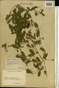 Lathyrus tuberosus L., Eastern Europe, Rostov Oblast (E12a) (Russia)