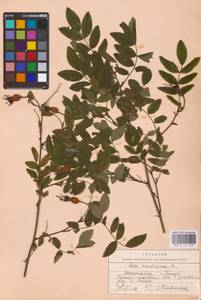 Rosa pendulina L., Eastern Europe, West Ukrainian region (E13) (Ukraine)