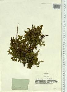 Rosa oxyacantha M. Bieb., Siberia, Altai & Sayany Mountains (S2) (Russia)