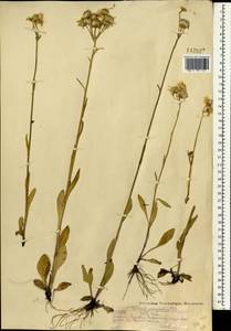 Tephroseris integrifolia (L.) Holub, Mongolia (MONG) (Mongolia)