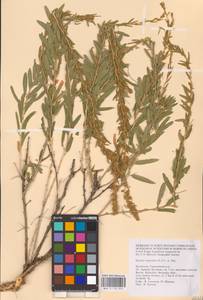 Krascheninnikovia ceratoides (L.) Gueldenst., Eastern Europe, Lower Volga region (E9) (Russia)