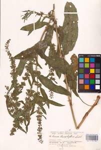 Rumex stenophyllus Ledeb., Eastern Europe, North Ukrainian region (E11) (Ukraine)