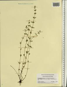 Clinopodium acinos (L.) Kuntze, Eastern Europe, Central region (E4) (Russia)