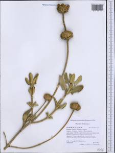 Phlomis fruticosa L., Western Europe (EUR) (Greece)