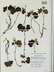 Rubus chamaemorus L., Eastern Europe, Northern region (E1) (Russia)