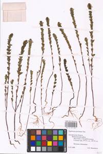 MHA 0 161 669, Euphrasia pectinata Ten., Eastern Europe, Central forest-and-steppe region (E6) (Russia)