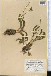 Schtschurowskia meifolia Regel & Schmalh., Middle Asia, Western Tian Shan & Karatau (M3) (Uzbekistan)