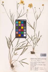 Ranunculus illyricus L., Eastern Europe, Lower Volga region (E9) (Russia)
