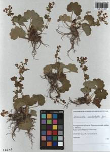 Alchemilla omalophylla Juz., Siberia, Altai & Sayany Mountains (S2) (Russia)