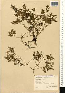 Geranium robertianum L., Caucasus, Abkhazia (K4a) (Abkhazia)