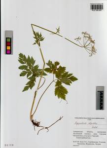 Aegopodium alpestre Ledeb., Siberia, Altai & Sayany Mountains (S2) (Russia)