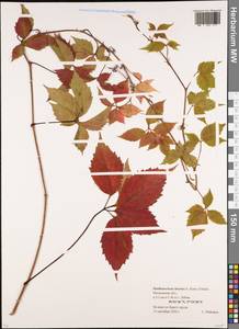 Parthenocissus inserta (A. Kern.) Fritsch, Eastern Europe, Moscow region (E4a) (Russia)