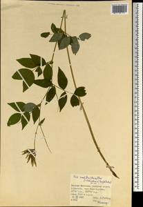 Vicia ramuliflora (Maxim.)Ohwi, Mongolia (MONG) (Mongolia)