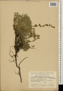Artemisia alpina Pall. ex Willd., Caucasus, Black Sea Shore (from Novorossiysk to Adler) (K3) (Russia)
