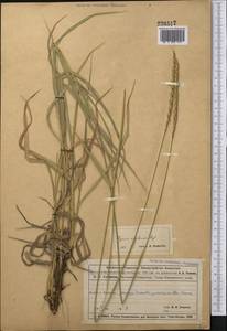 Leymus multicaulis (Kar. & Kir.) Tzvelev, Middle Asia, Muyunkumy, Balkhash & Betpak-Dala (M9) (Kazakhstan)