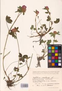 Trifolium pratense L., Eastern Europe, Lower Volga region (E9) (Russia)