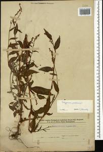 Persicaria maculosa Gray, Caucasus, Azerbaijan (K6) (Azerbaijan)